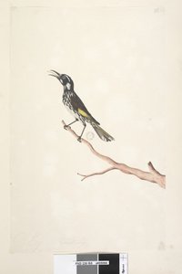 Yellow Winged Honeyeater, 1791-92