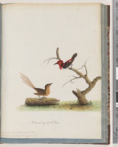 Scarlet Honeyeater and Unidentified Bird by Unknown artist