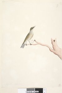 Page 66. August. Natural size Grey, Backed Silvereye Zosterops lateralis by Unknown artist