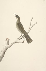 Natural Size Lewin Honeyeater by Unknown artist