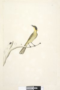 Page 69. Natural size. Iris doubtful Yellow, Tufted Honeyeater Lichenostomus melanops by Unknown artist