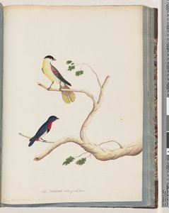Page 70. Unidentified Bird. Bonnet Warbler by Unknown artist
