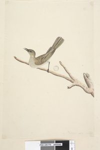 Page 70. Natural size. August Fuscous Honeyeater Lichenostomus fuscus, 1791-92