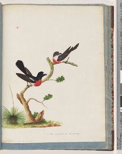 Page 73. Scarlet Robins by Unknown artist
