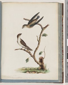 Unidentified Birds