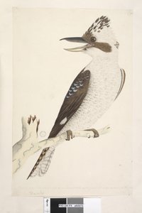 Laughing Jackass, 1791-92 by Unknown artist