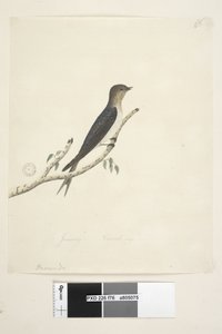 Page 76. Hirundo. at lower centre in different hand January Natural size Welcome Swallow Hirundo neoxena, 1791-92 by Unknown artist