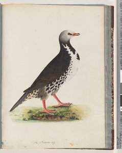 Page 76. Unidentified bird by Unknown artist