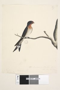 Page 77. Hirundo. March. Natural Size. The Swallow or Martin of N.S. Wales. Welcome Swallow Hirundo neoxena by Unknown artist