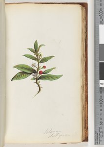 Page 78a. Solanum stelligerum / Star Nightshade