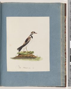 Page 79. Black-fronted Dotterel by Unknown artist