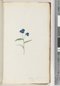 Page 7. Commelina Capillaris by Unknown artist