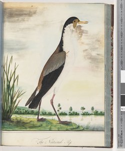 Masked Lapwing or Spur-winged Plover by Unknown artist