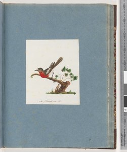 Page 81. Scarlet Robin by Unknown artist