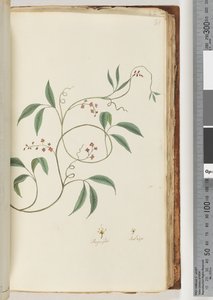 Page 81. Unidentified Plant