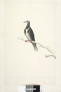 Wonga Pigeon, 1791-92 by Unknown artist