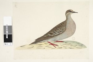 Page 82. Bronze Wing. Natural size Common Bronzewing Pigeon Phaps chalcoptera by Unknown artist