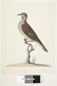 Natural Size Brush Bronzewing Pigeon by Unknown artist