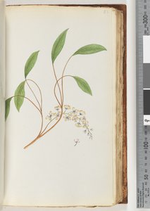 Page 83. Unidentified Plant by Unknown artist