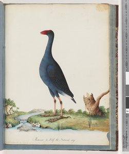 Page 84. Purple Swamphen. Purple Gallinule