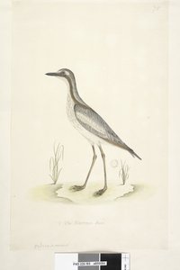 Southern Stone Curlew, 1791-92 by Unknown artist