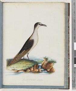 Page 85. Sooty Tern. Sterna novae Hollandae. New Holland Tern