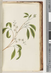 Page 85. Unidentified plant by Unknown artist