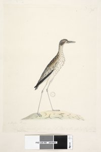 Southern Stone Curlew, 1791-92 by Unknown artist