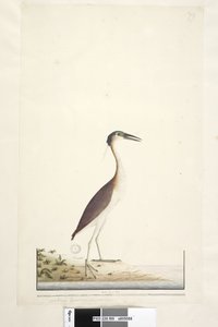 Page 89. Ardea ..?.. Nankeen Night, Heron Nycticorax caledonicus by Unknown artist