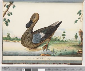 Duck by Unknown artist