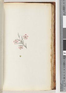 Page 89. No inscription. Unidentified plant by Unknown artist