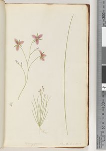 Page 8. Chlamysporum Sal. in Par Lond. No. 35