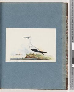 Page 91. Unidentified Bird. Pel. borssanus by Unknown artist