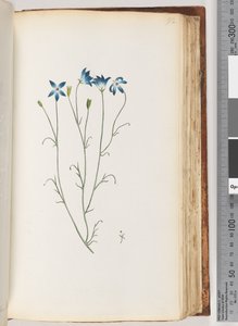 Page 92. Unidentified Plant