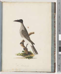 Noisy Friarbird