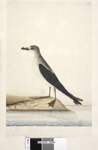 Page 96. Bird of Norfolk Island