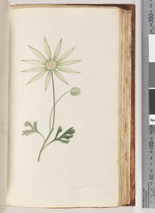 Page 96. Eriocalia major. This I believe is the true colour by Unknown artist