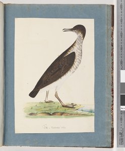 Page 96. Unidentified Bird by Unknown artist