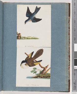 Page 97. Unidentified Birds by Unknown artist