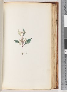 Page 97. Unidentified plant by Unknown artist