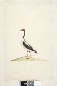 Page 98. Anas. Along Upper Edge in Different Hand This Bird is About the Size of a Goose. Below is an Outline of the Foot Drawn the Natural Size Pied Goose Anseranas semipalmata by Unknown artist