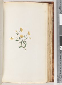 Page 98. Unidentified Plant by Unknown artist