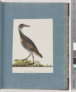 Buff-banded Rail
