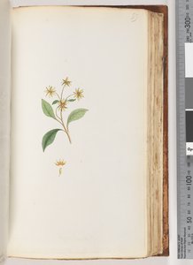 Page 99. Unidentified Plant by Unknown artist
