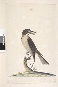 Grey Butcher Bird (female), 1791-92