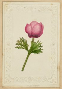 Pink Flower Note Card by Unknown artist