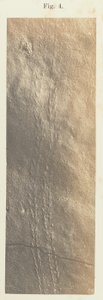 Plate 41. Figure 4