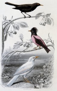 Plate of Natural History: Blackbird, White Blackbird, and Pink Blackbird - in 