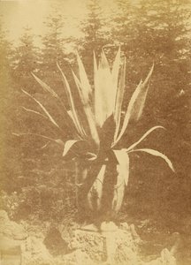 Potted Plant