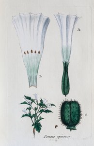 Prickly Apple (Datura, Common Jimsonweed)